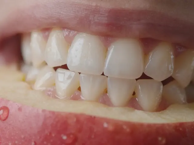 Jaké typy zubů jsou nejlepší pro trhání a řezání? Anatomie žvýkání