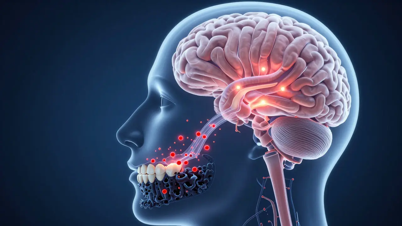 Anatomické zobrazení spojení úst a mozku přes zánět